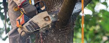 Best Tree Health Inspection  in Grand Meadow, MN