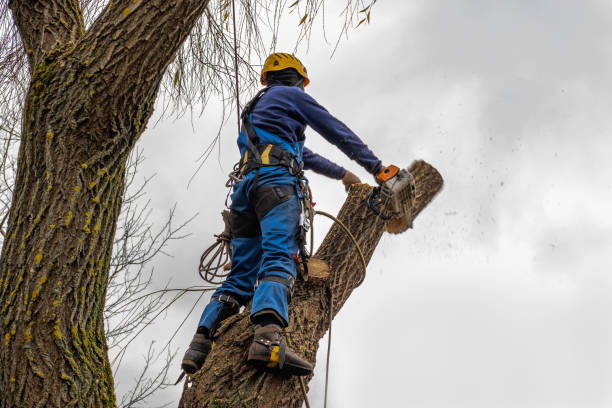 Best Leaf Removal  in Grand Meadow, MN