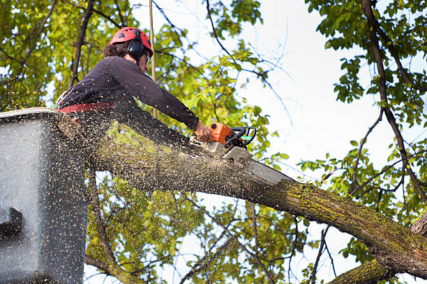 Mulching Services in Grand Meadow, MN